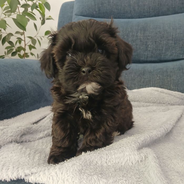 Pies samiec Shihpoo – Pudel miniatura red i Shih tzu tricolor.