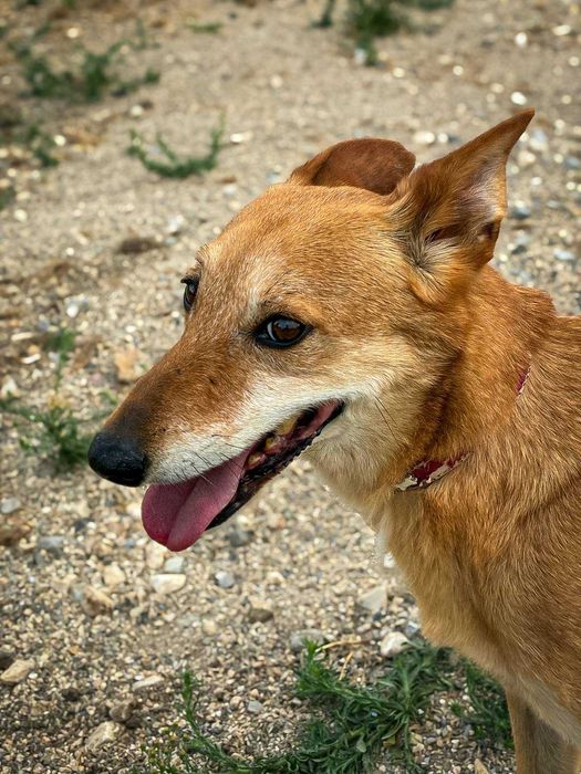 André - cão médio para adoção