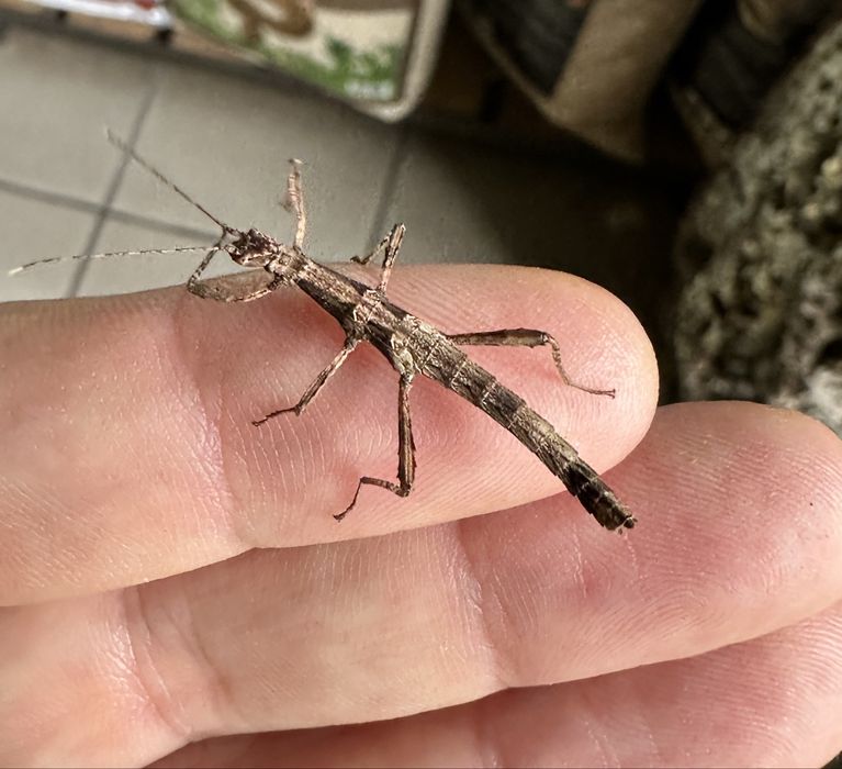 Straszyki filipińskie Zielona Góra 6szt +2szt gratis !