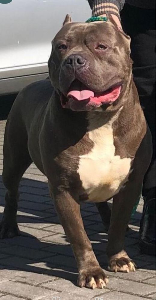 Szczeniak American Bully xl