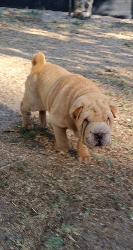 Shar pei bebe macho... Sharpei