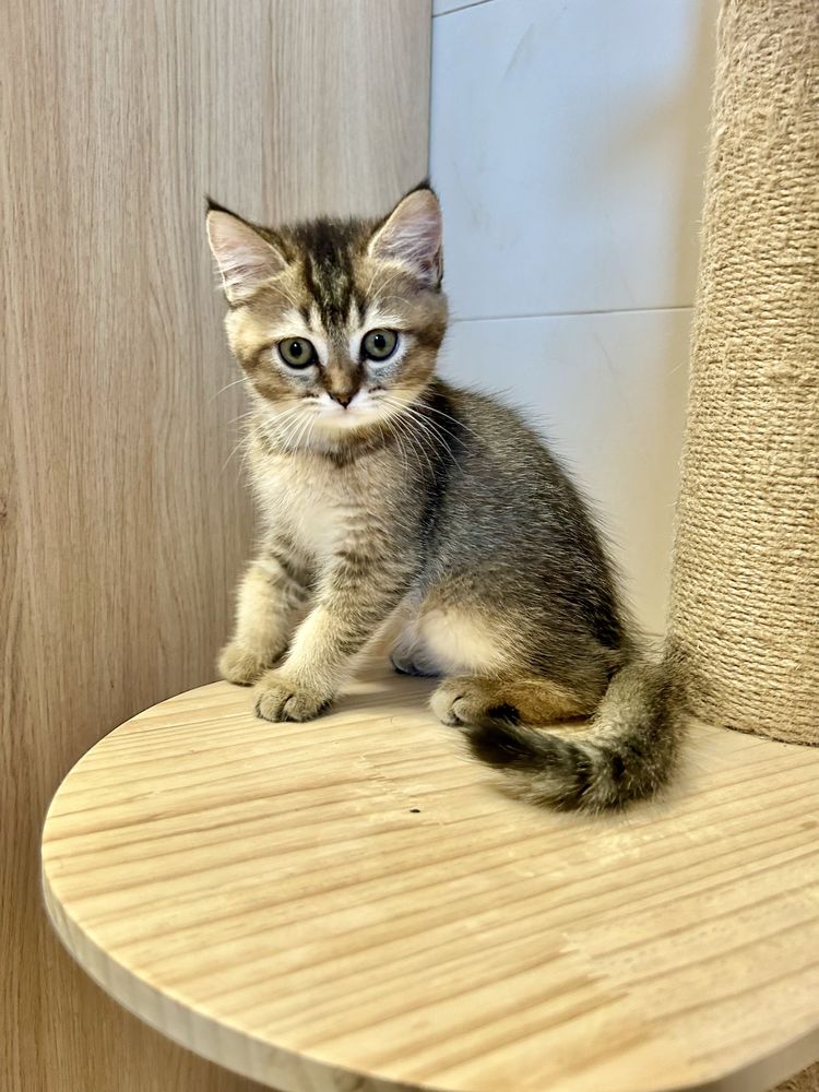 Scottish Straigth, tabby, Algarve