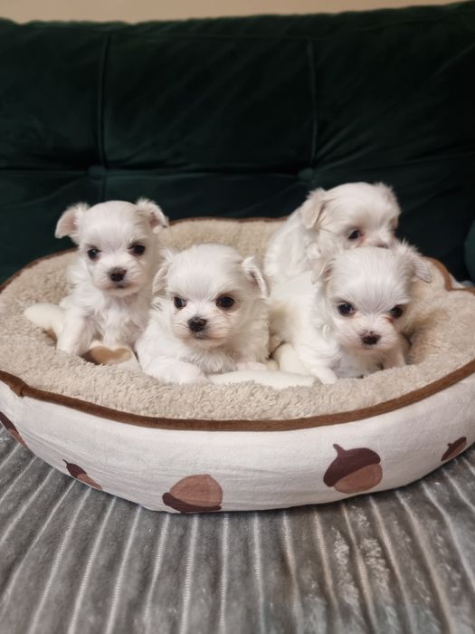 Maltańczyk szczeniak