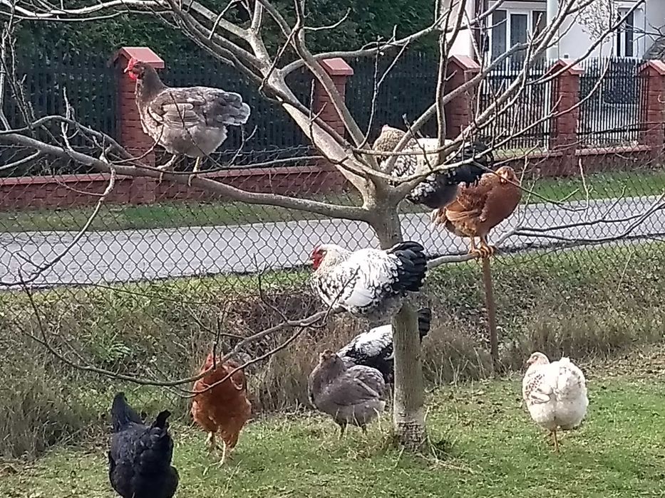 Jaja lęgowe wolnego wybiegu i koguty