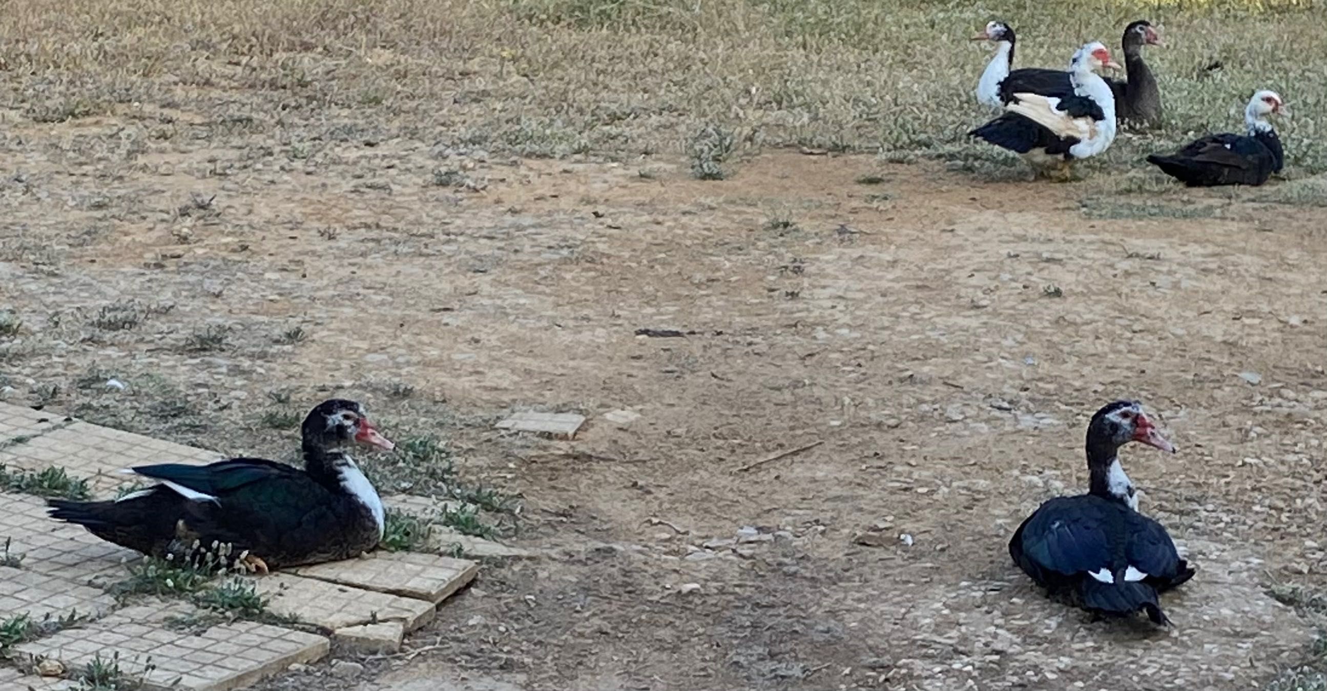 Patos pico rojos