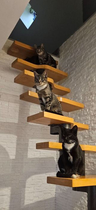 Kotki szukają dobrego domu