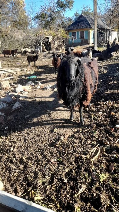 Продам вівці барани можливі тушки