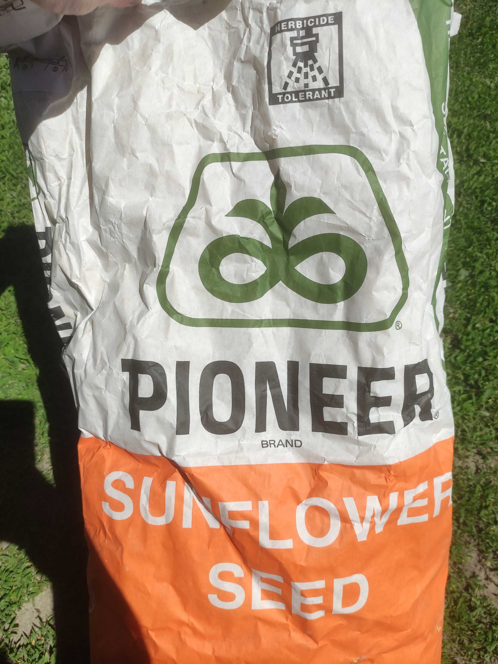 nasiona słonecznika Pioneer Odmiana P63LE113