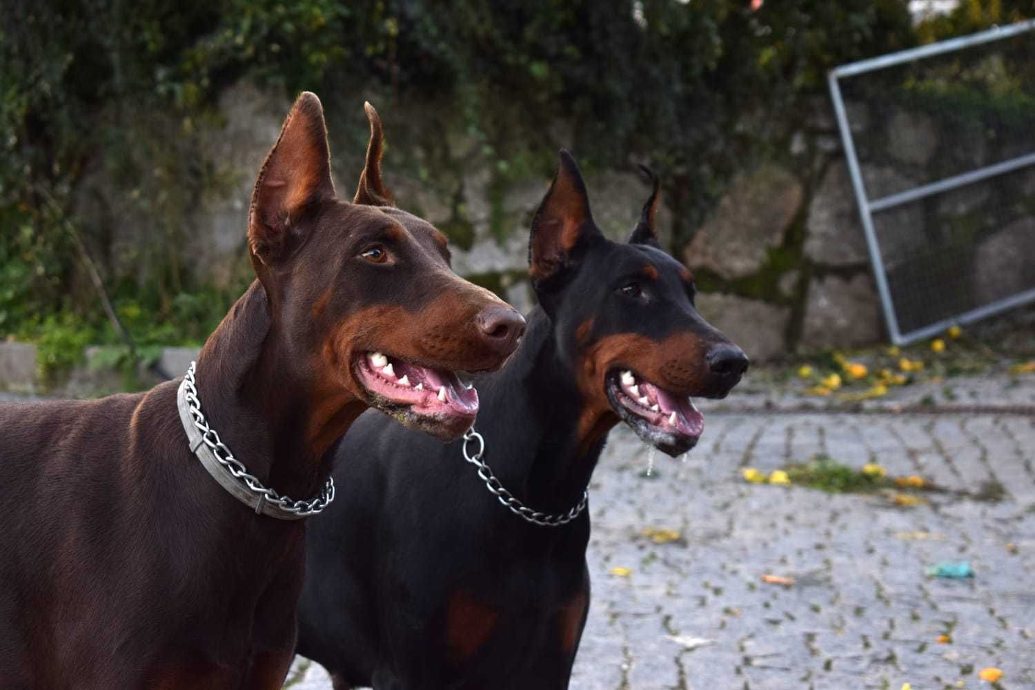 Dobermann com lop/pedegree