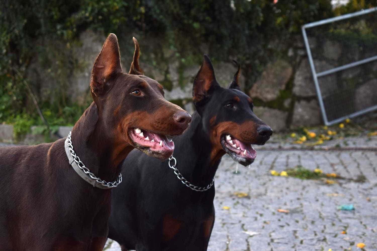 Doberman com lop/pedegree