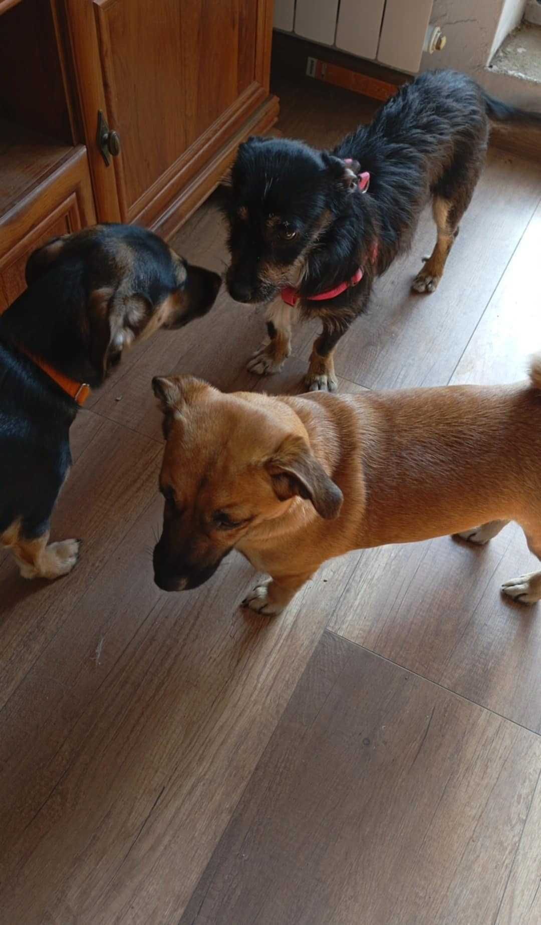 Piękny piesek do adopcji