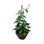 Planta Medicinal e Comestivel Ora-Pró Nobis