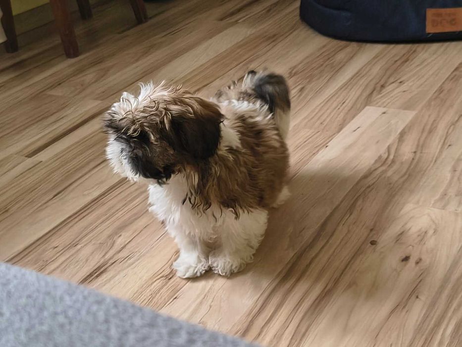 Sprzedam ślicznego pieska SHIH TZU