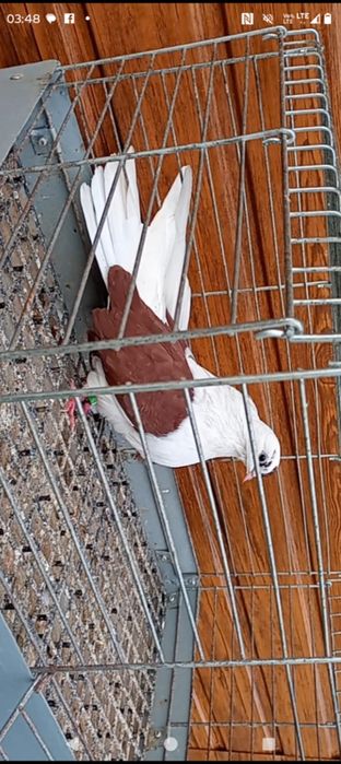 Orliki szaryki nikołajewskie boki