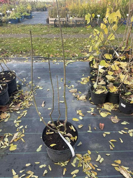 Сакури трирічні( рододендрони, бузки)