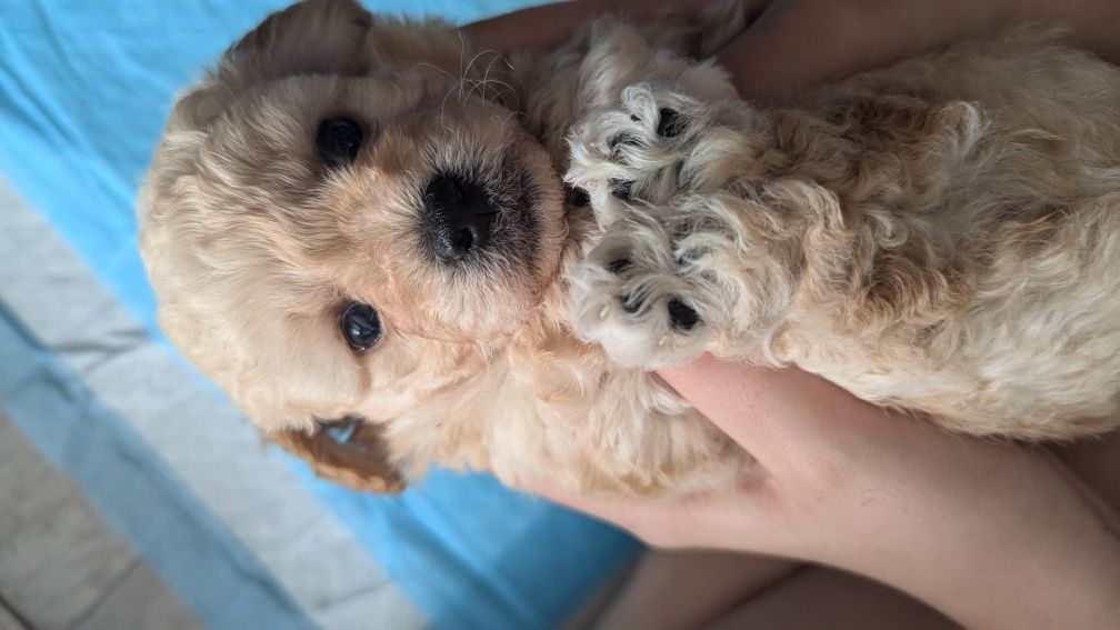 Maltipoo F1b przytulanki