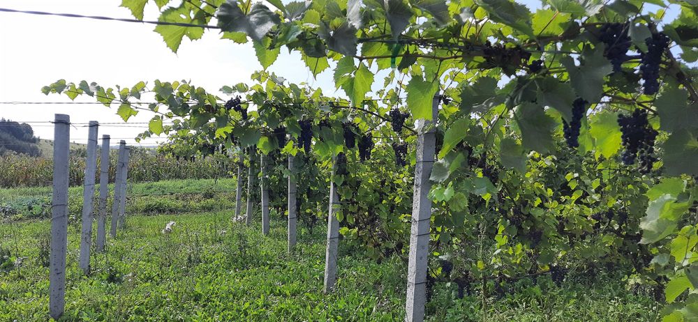 Продаж будинку, Тернопільська область, Монастириський район Швейків