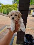 Maltipoo śliczna suczka