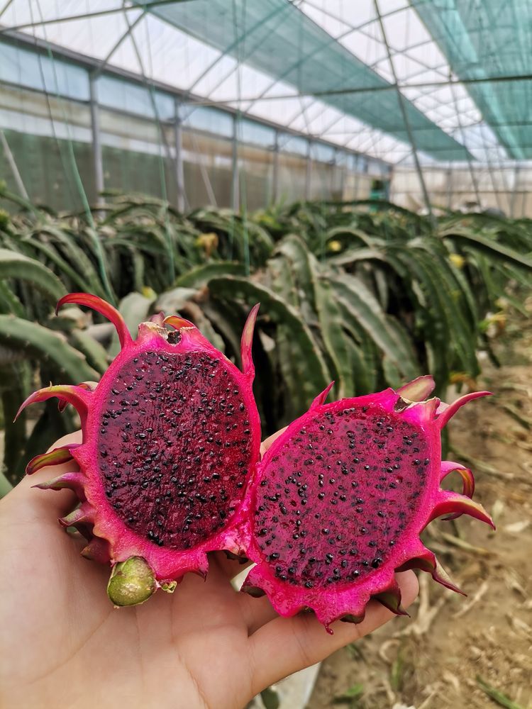 Pitaya Estacas (PROMOÇÃO PRIMAVERA)