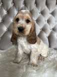 Suczka Cocker Spaniel Angielski