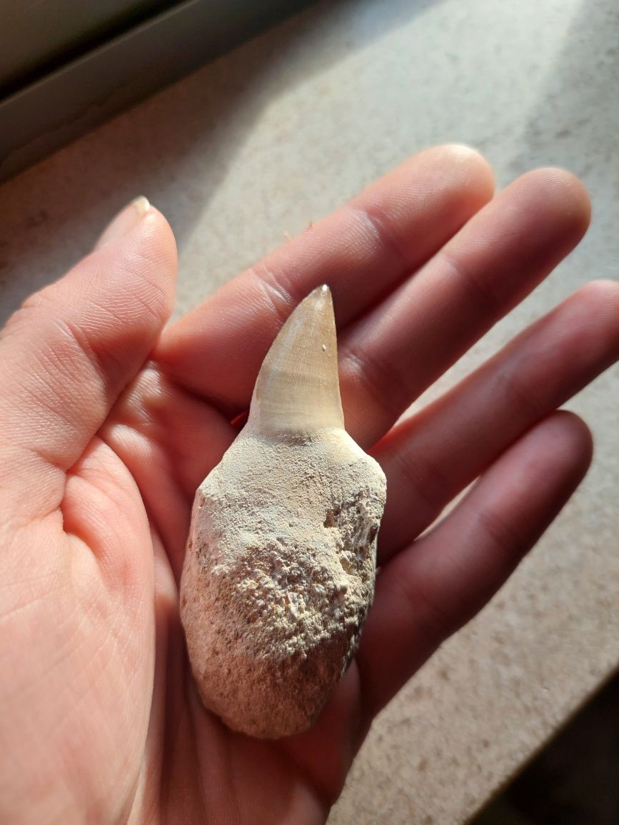 Fóssil dente de Mosassauro