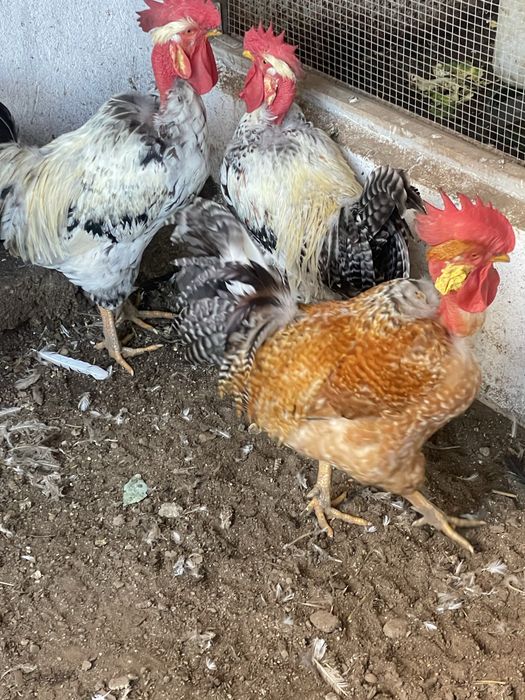 Frangos 1 ano verduras so