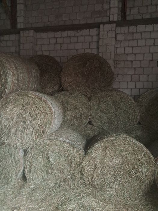 Siano tegoroczne 120cm