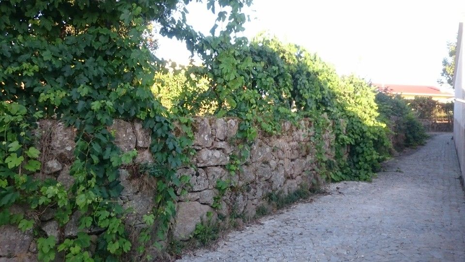 Moradia para reconstrução e Quinta com barracão, canastro e poço.