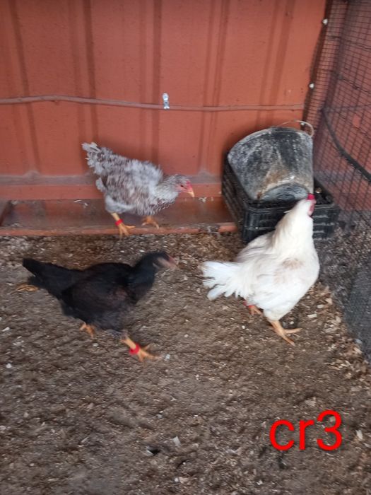 Índio  gigante cr3 ....