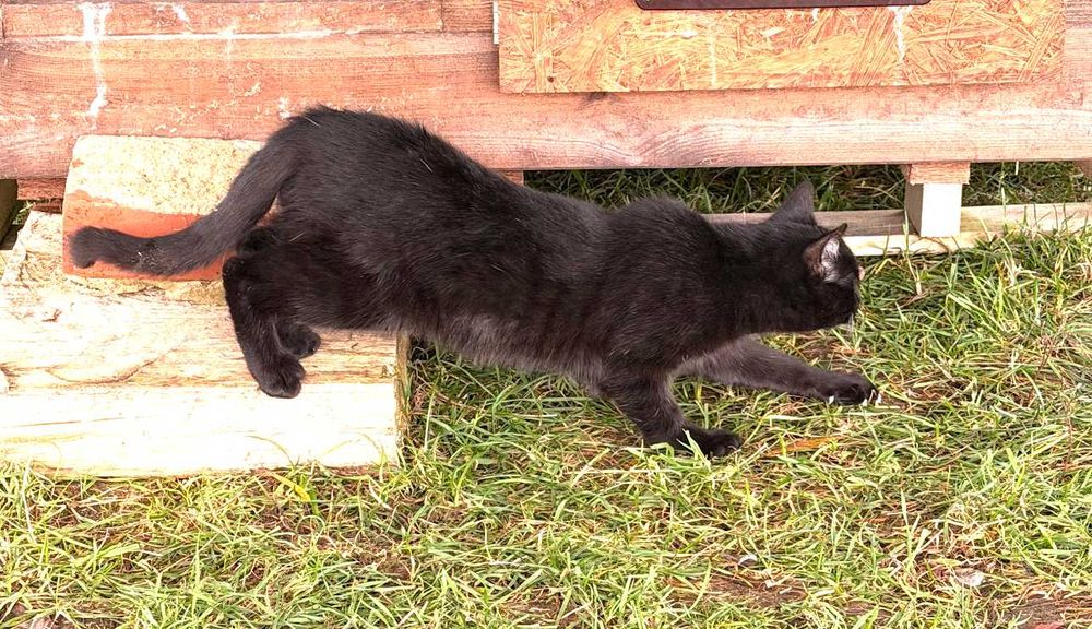 Czarny kotek – oddam za darmo