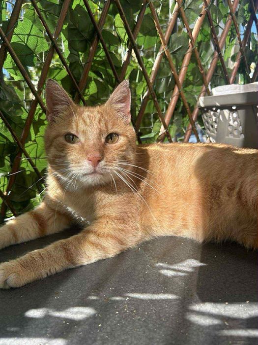 Cudowny Tweety szuka kochającego domku