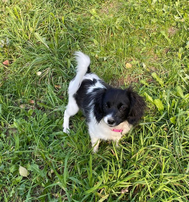 Spaniel kontynentalny miniaturowy, phalene (papillon), ZKwP, FCI, pies