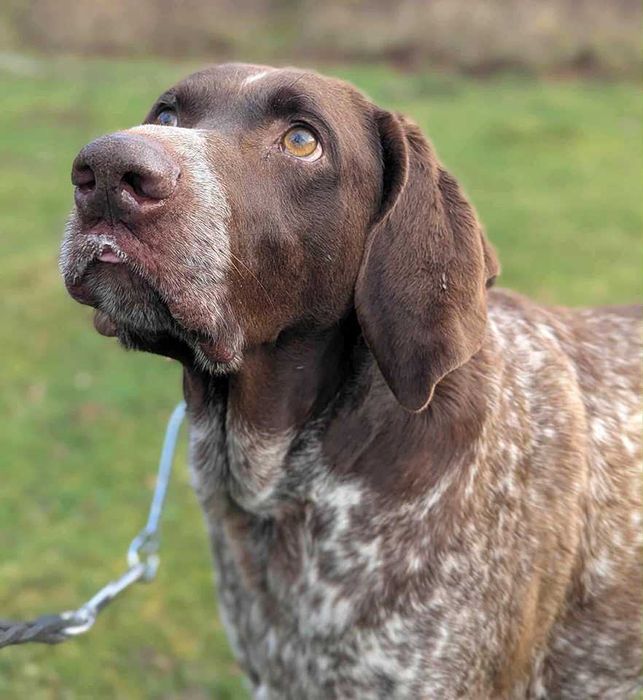 Wyżeł szuka dobrego domu.