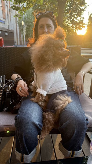 Цуценята Той Пуделя КСУ