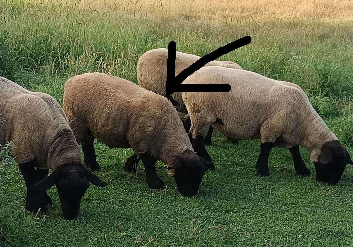 Vendo carneiro e borrego Suffolk