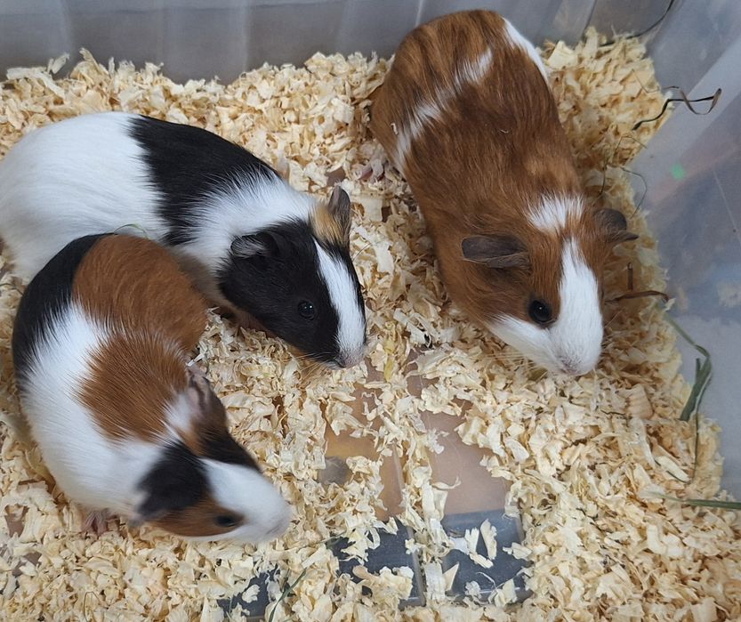 Świnki morskie samiczki.