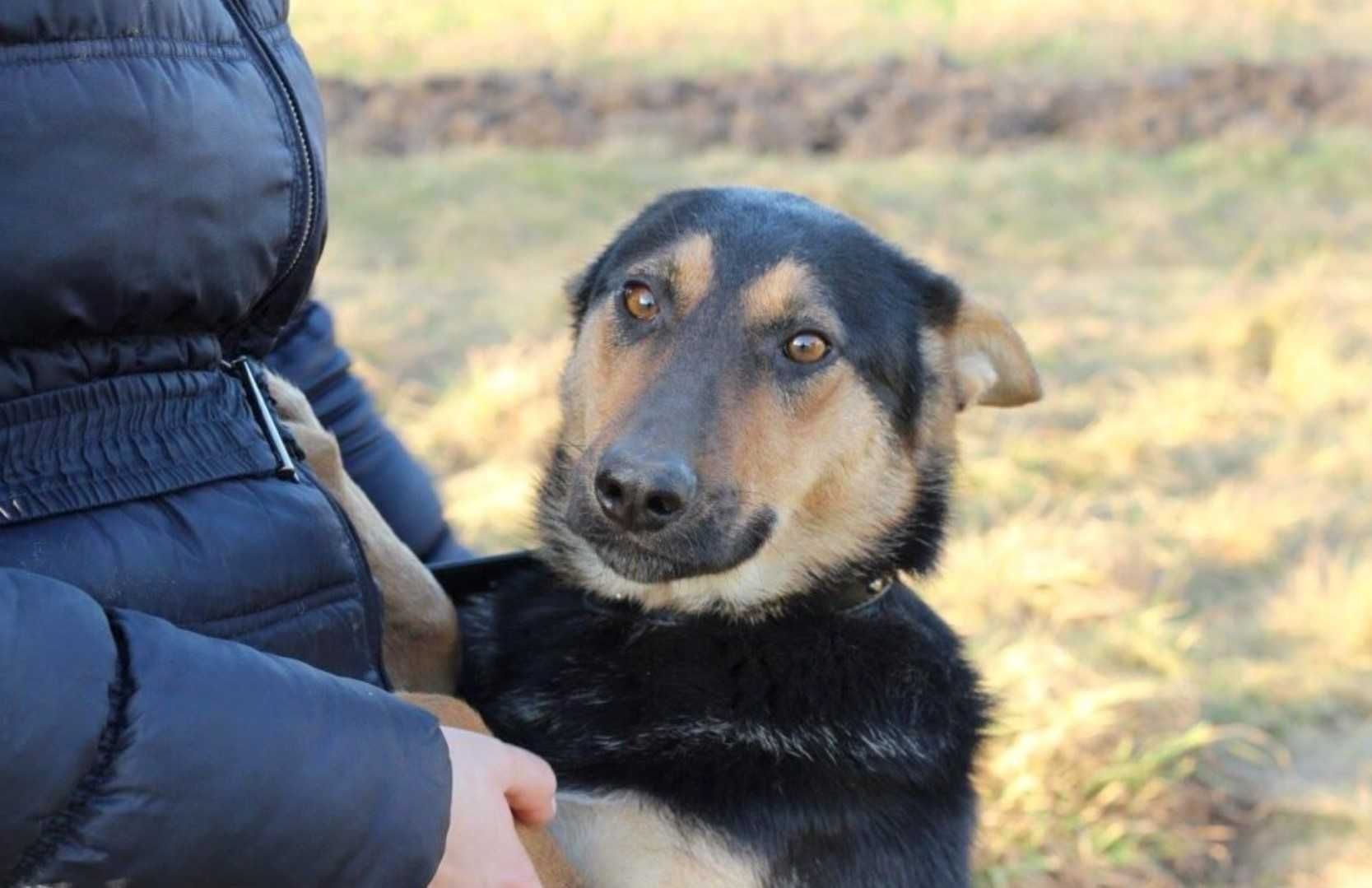 Haga - Schronisko Canis w Kruszewie