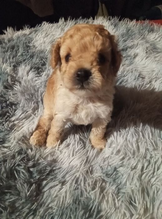 Продам той пуделя