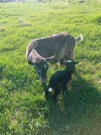 Продам козу молочної породи з козеням 4500