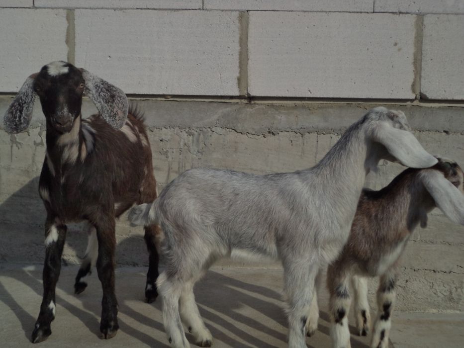 Продаються кози нубійської породи