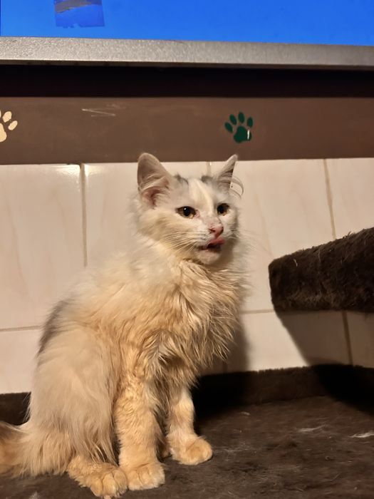 Księżna szuka domu