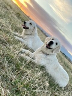 Piękny jasny !!! szczeniak Golden Retriever RodziceBEZ DYSPLAZJI whodo