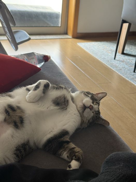 Petsitter , cuido dos vossos patudos