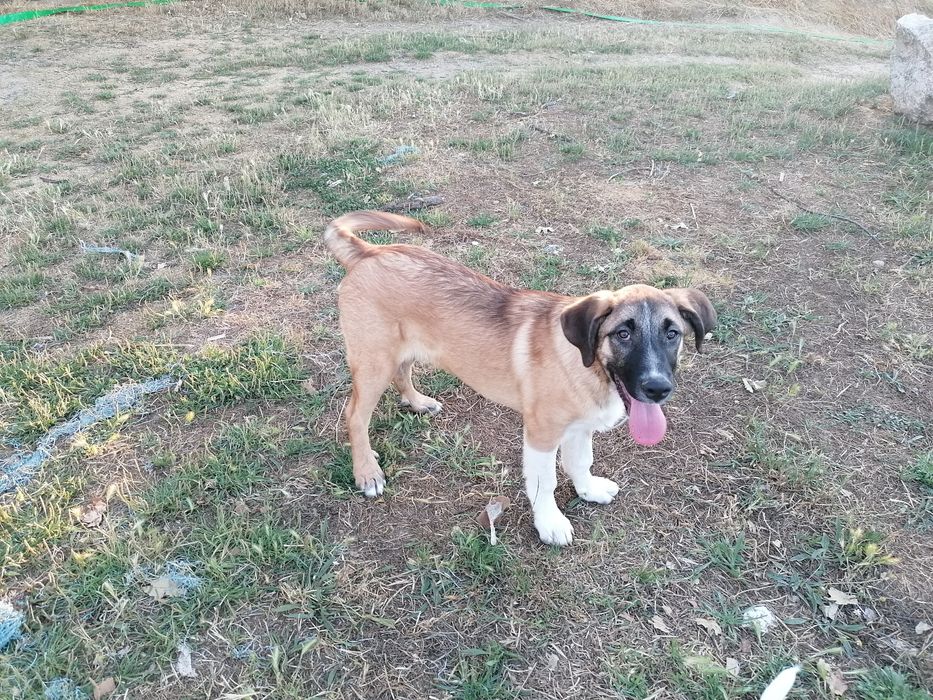 Cão de gado transmontano para doar