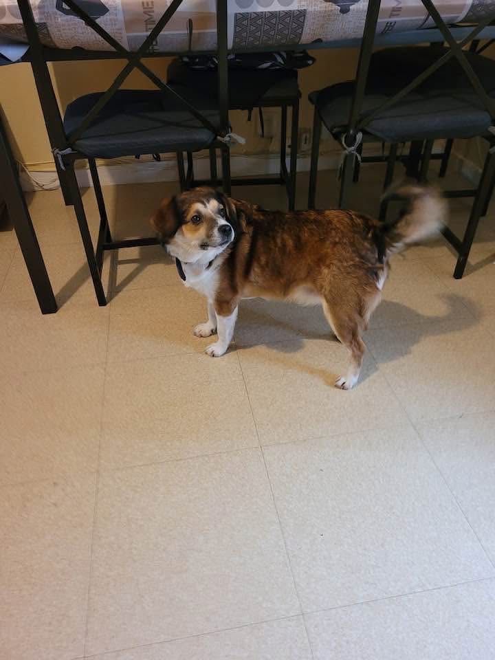 URGENTE cão para adoção