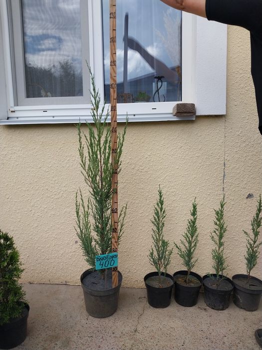 Туя Смарагд 25 см - 2 м; ялівець Блу Ерроу 35 см- 1 м; ялинки; ялівці