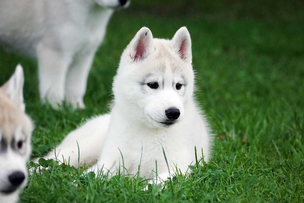 Platynowy piesek Husky z rodowodem ZKwP / FCI szczenię husky