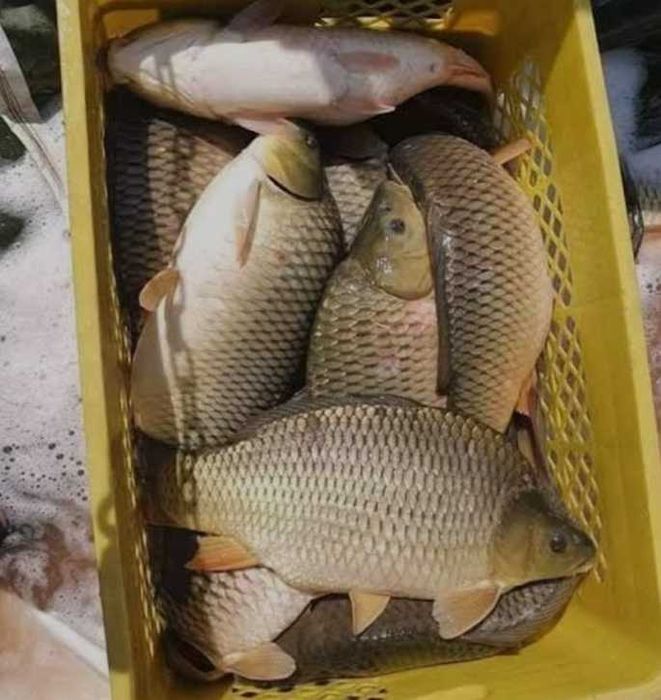 Продам живу рибу та раки
