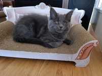 Kotka Maine coon