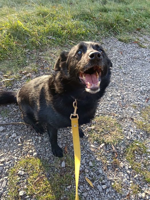 Kaktus - pogodny, przyjazny, uwielbia zabawę - schronisko